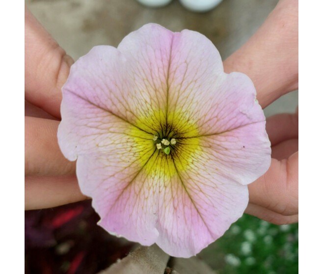 PETUNIA RETOMBANT MASSIF BQ10