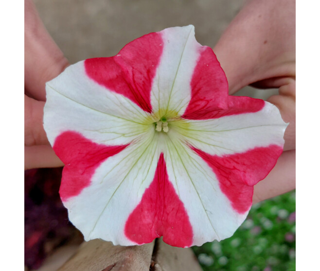 PETUNIA RETOMBANT MASSIF BQ10