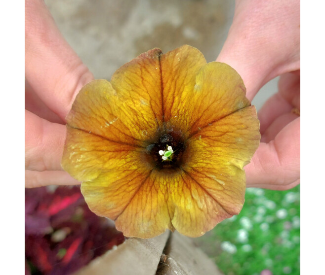 PETUNIA RETOMBANT MASSIF BQ10
