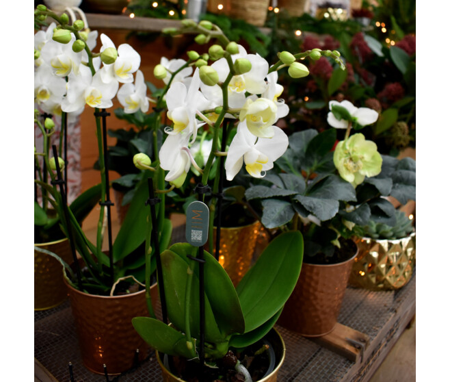 PHALAENOPSIS 2BR BLANC