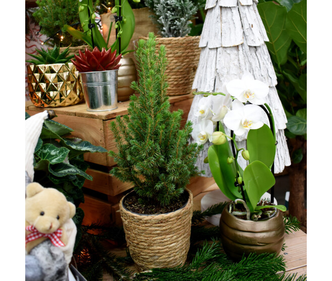 PICEA GLAUCA CONICA
