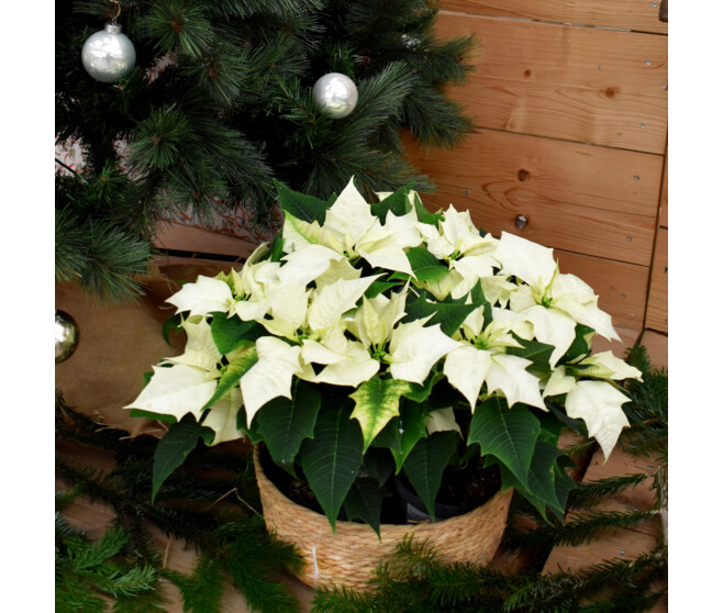POINSETTIA BLANC
