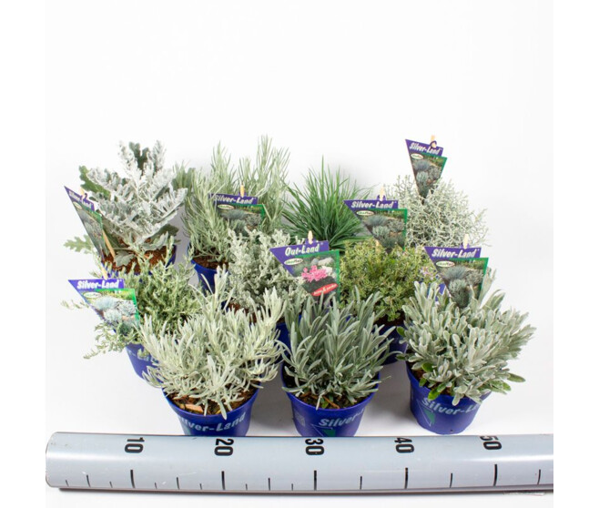 PLANTES EXT VARIEES