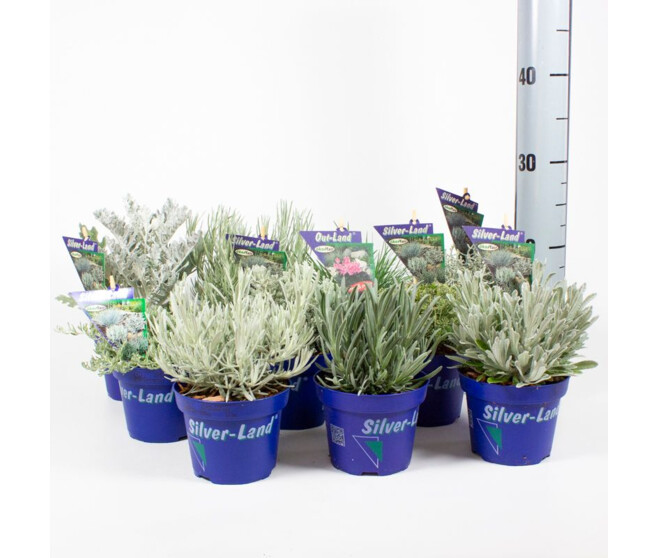 PLANTES EXT VARIEES