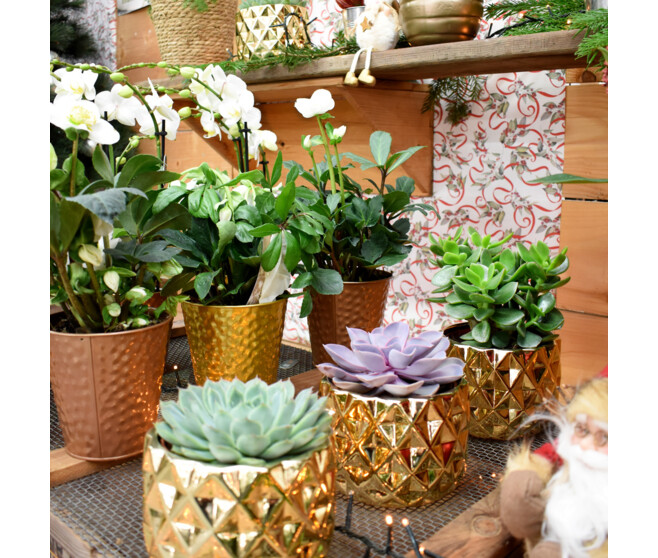 SUCCULENTE VARIEE