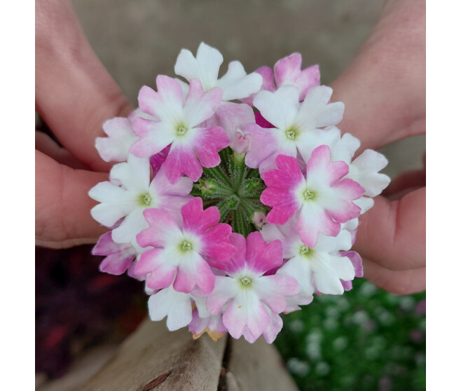 VERVEINE
