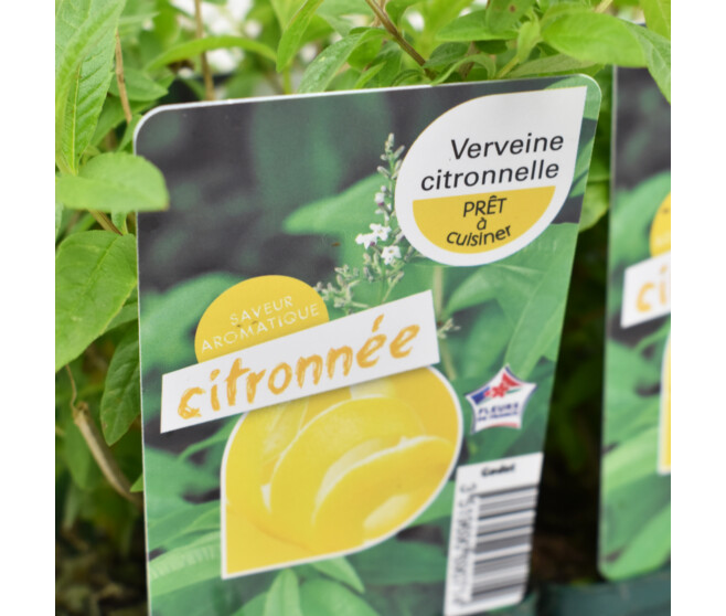 VERVEINE CITRONNELLE BQ10