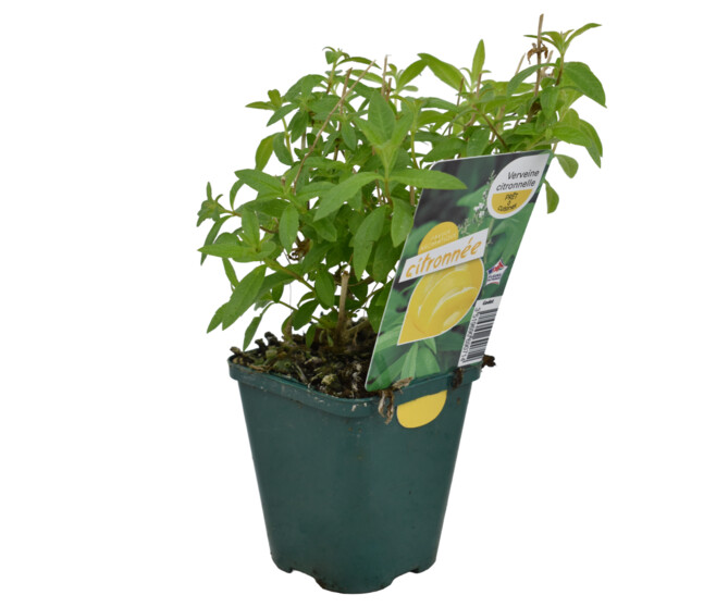 VERVEINE CITRONNELLE BQ10