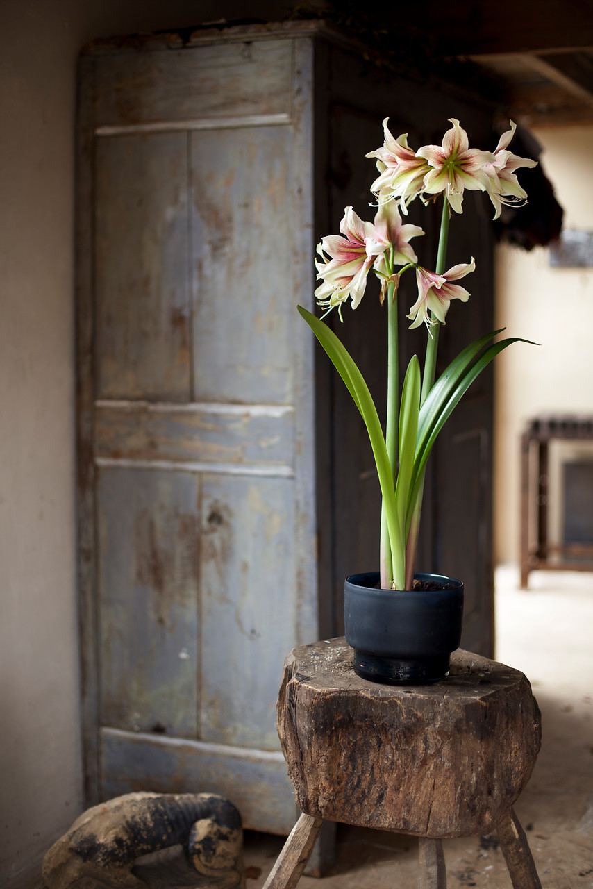 Amaryllis en fleur