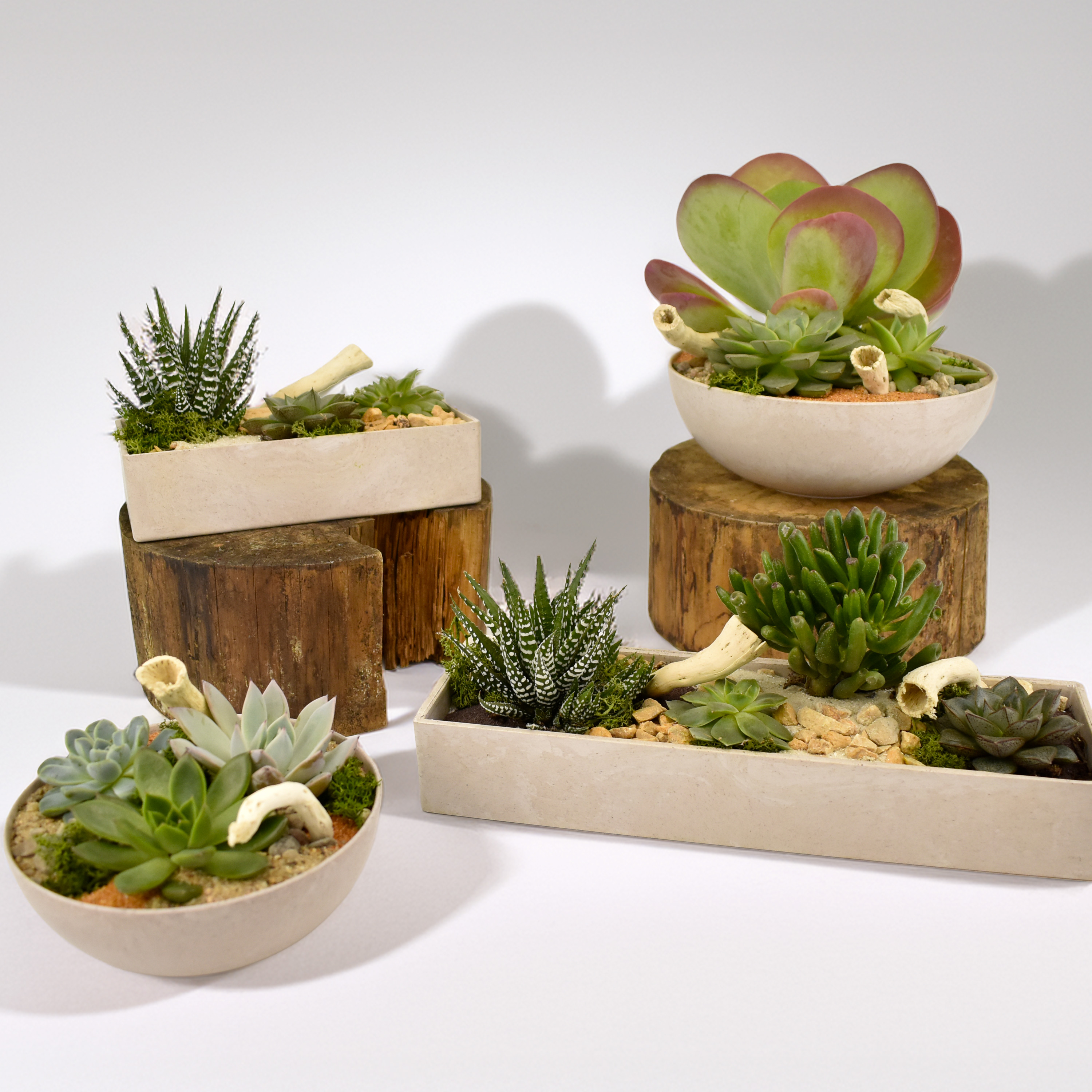 Collection Jardins de Succulentes