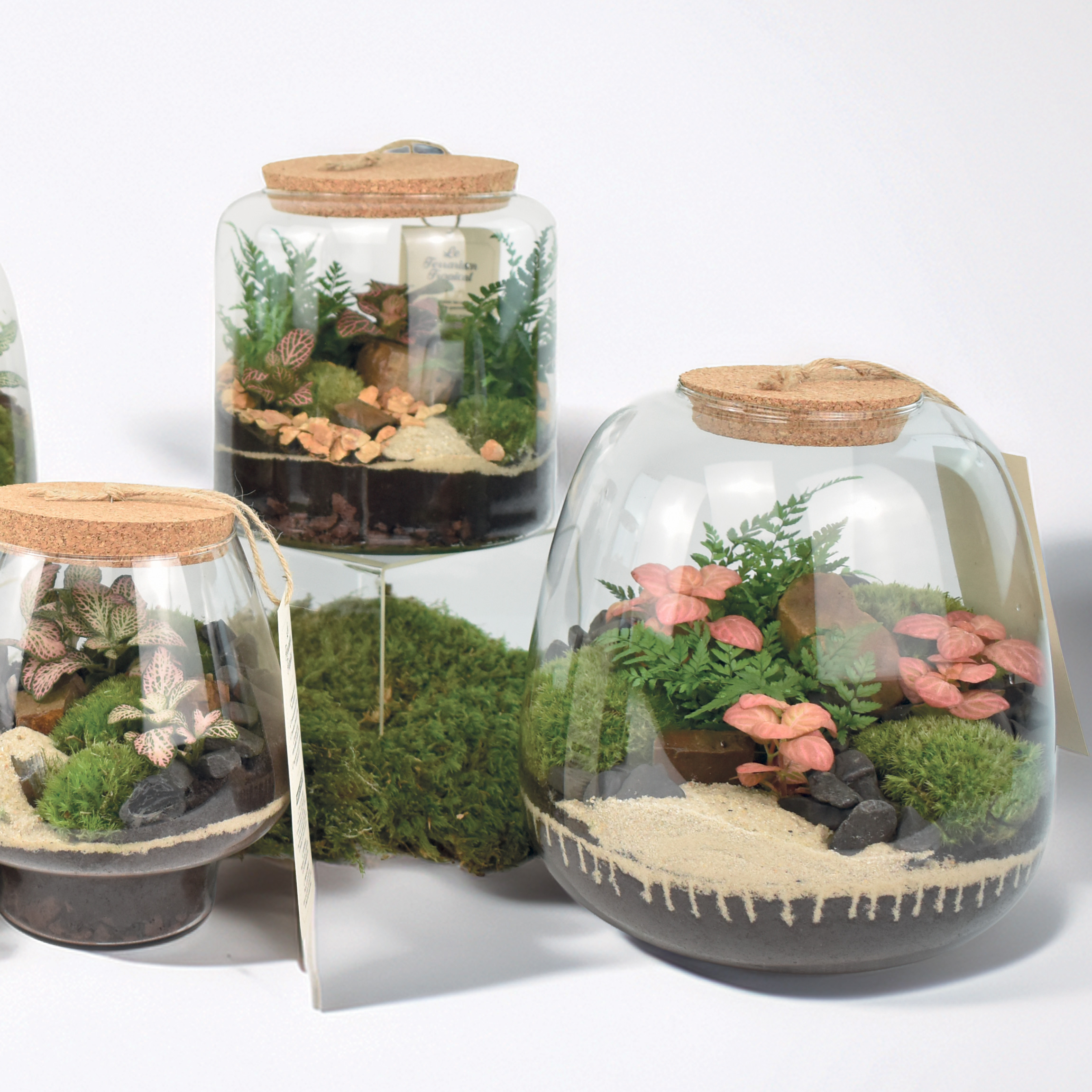 Les Terrariums Tropicaux