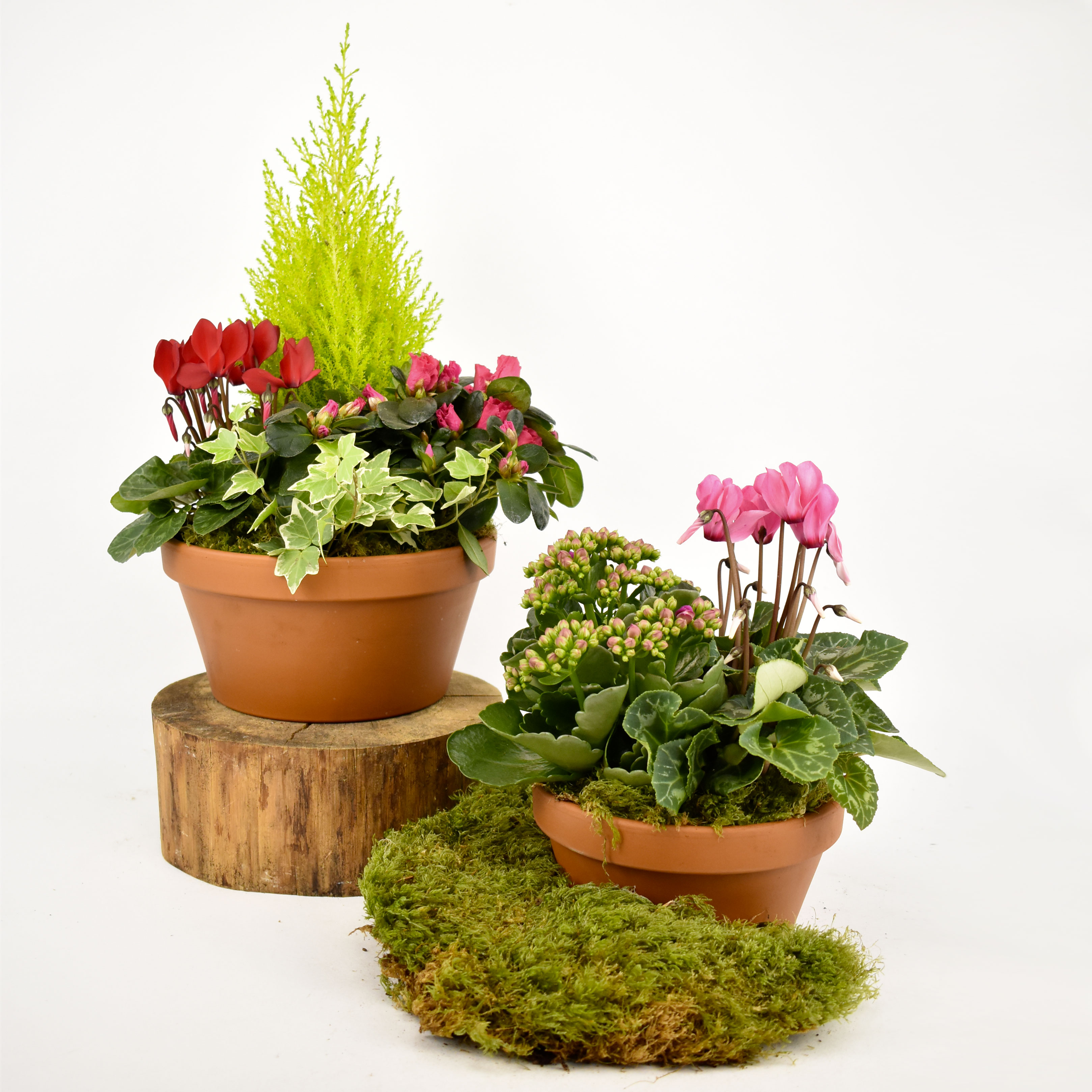 Les Coupes en terre cuite