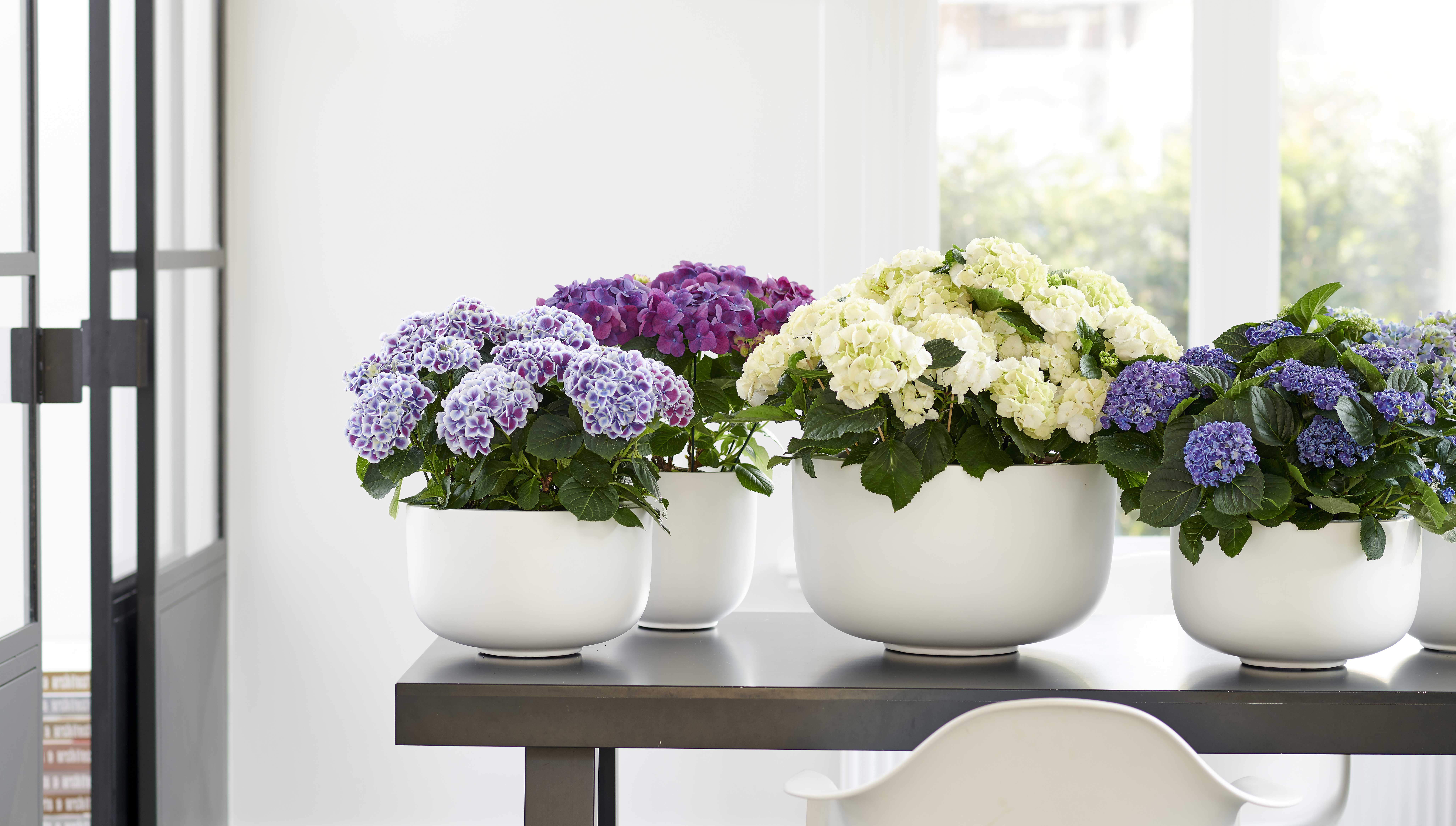 L'hortensia est la plante du mois de juillet