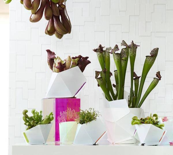 Collection de plantes carnivores - plants and flowers foundation holland