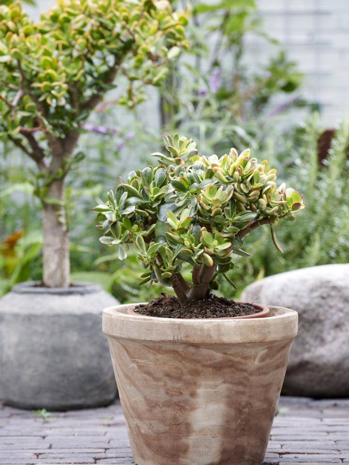 Crassula ovata - Arbre de Jade - Plante grasse