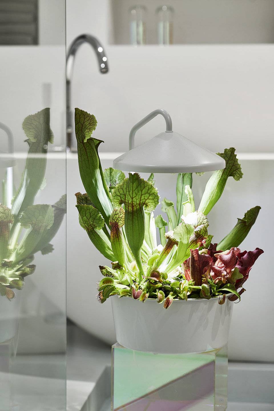 Composition de plantes carnivores - plants and flowers foundation holland