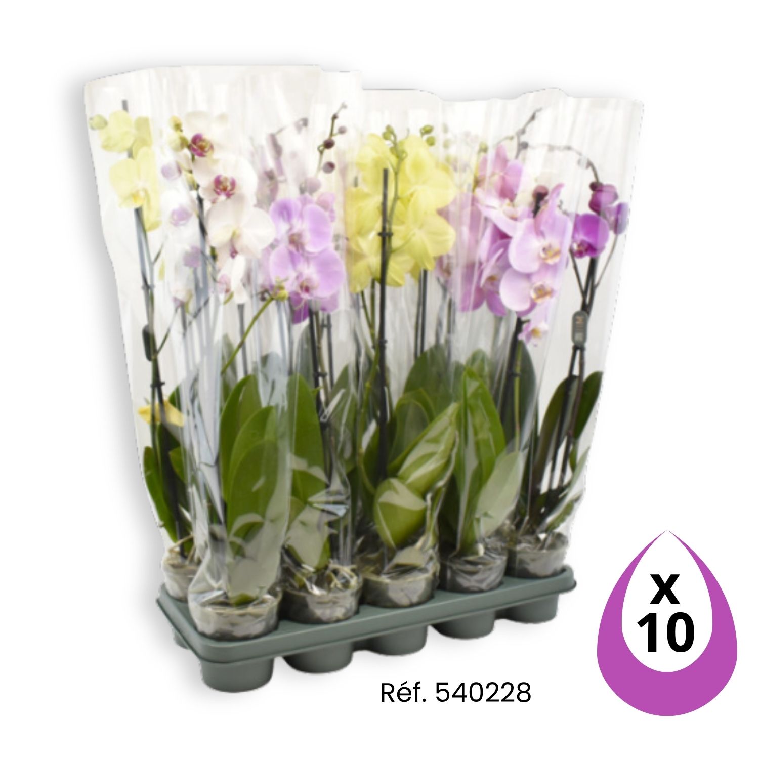 Orchidée phalaenopsis référence 540228