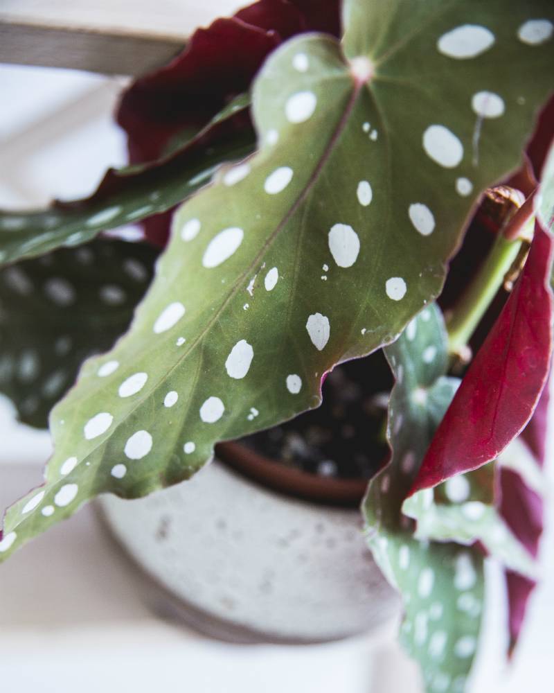 Focus sur une feuille de bégonia maculata