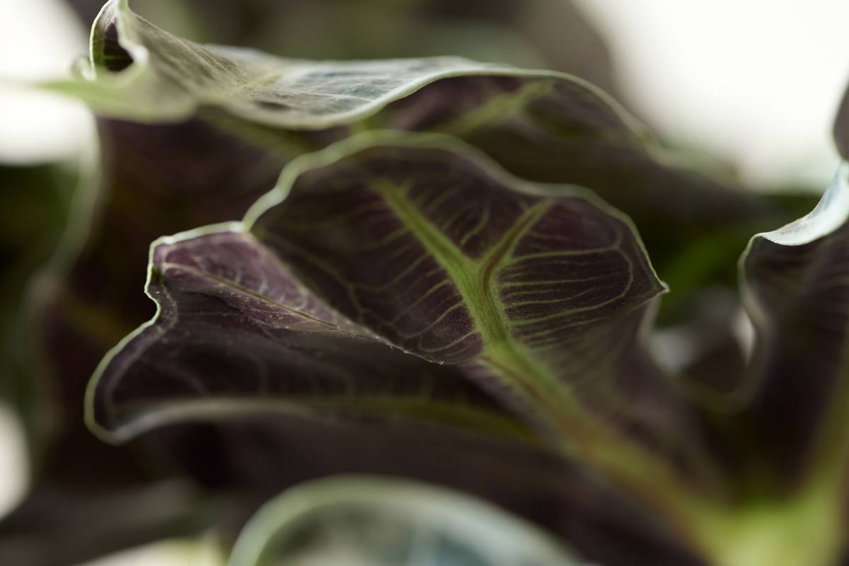 Focus sur une feuille d'alocasia