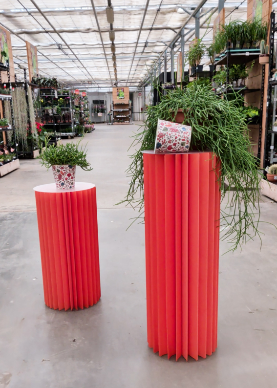 Plante du mois de septembre le rhipsalis
