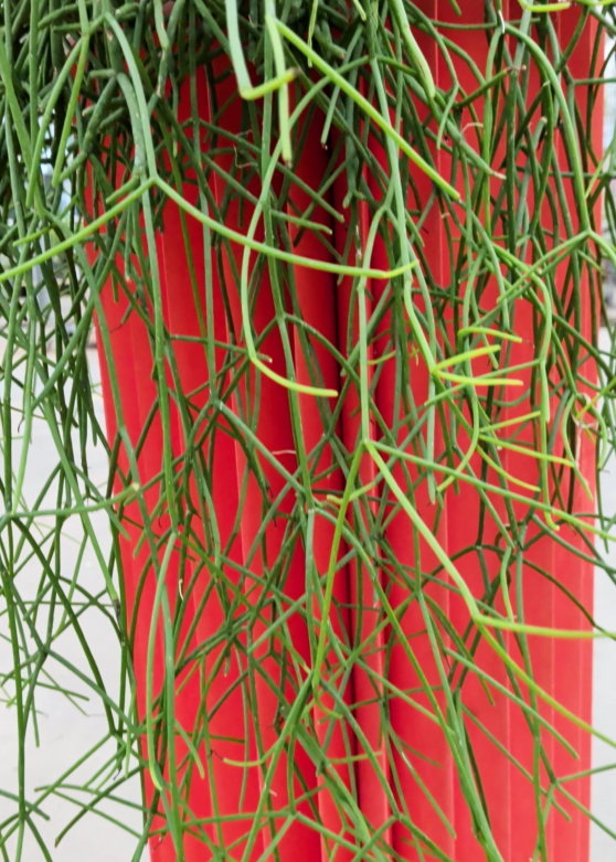 Cascade de rhipsalis Horticash