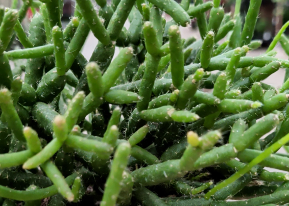 Focus tiges de rhipsalis - Horticash