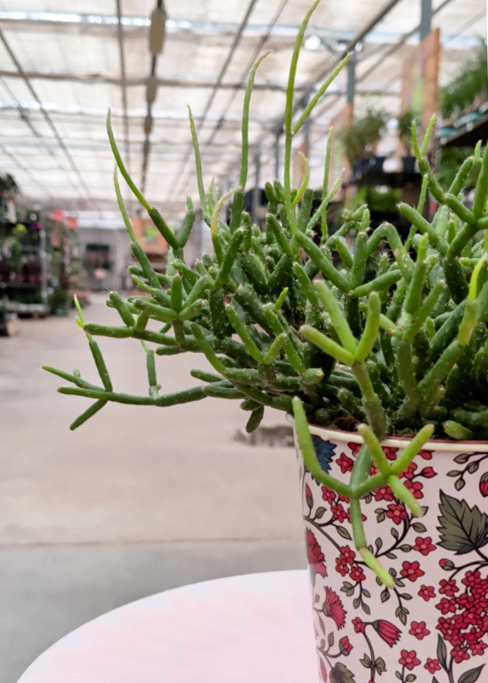 Rhipsalis en pot Horticash