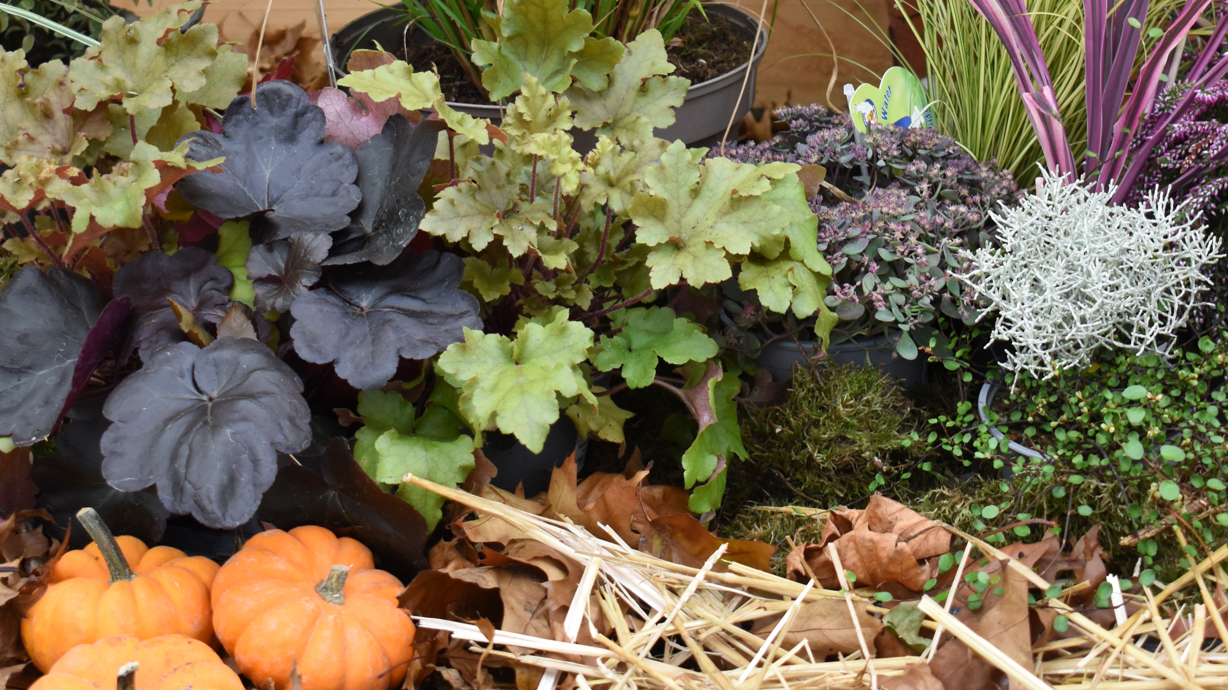 Thematique Heuchere : plantes du mois d'octobre