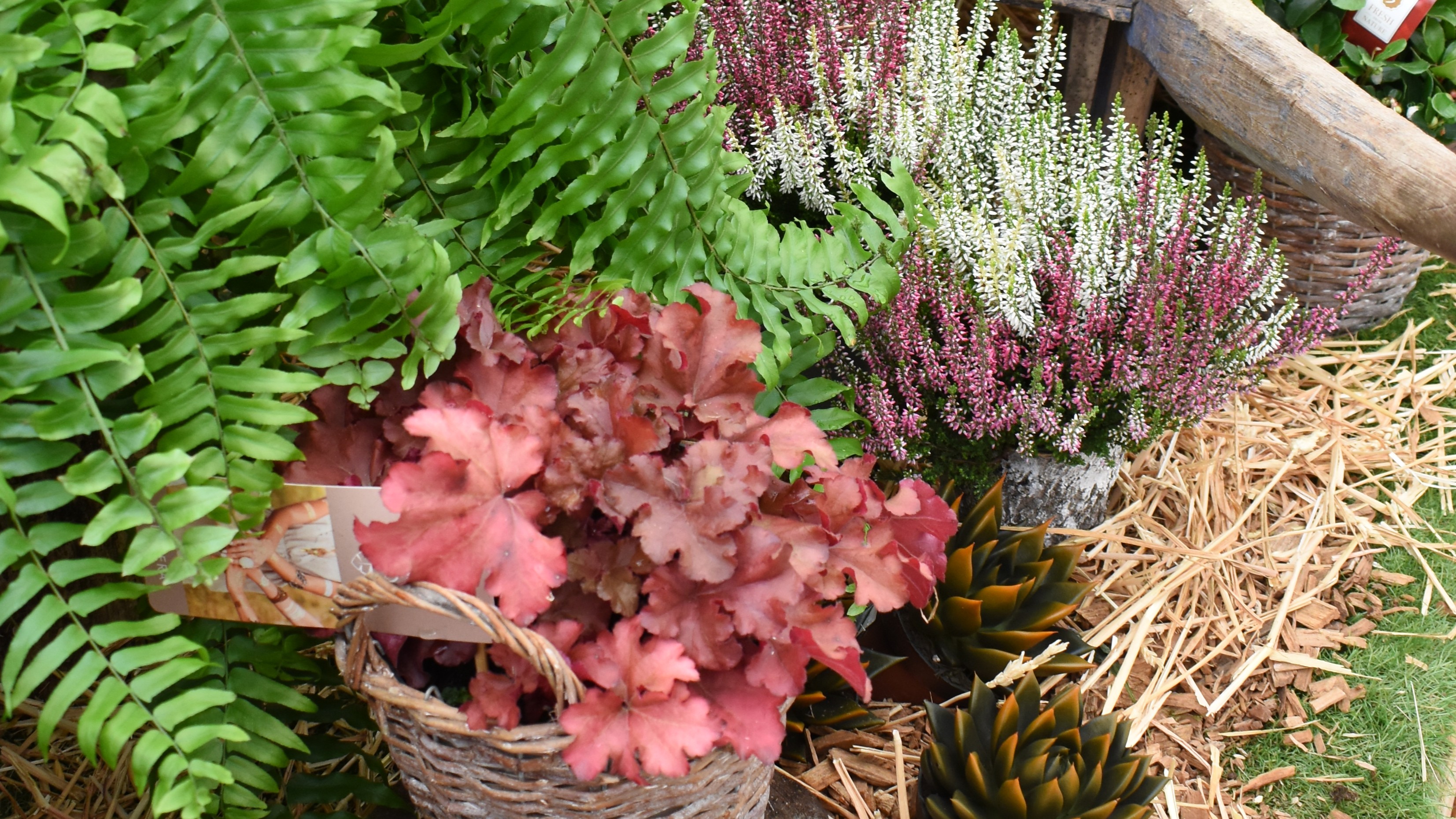 Les heucheres plantes du mois d'octobre