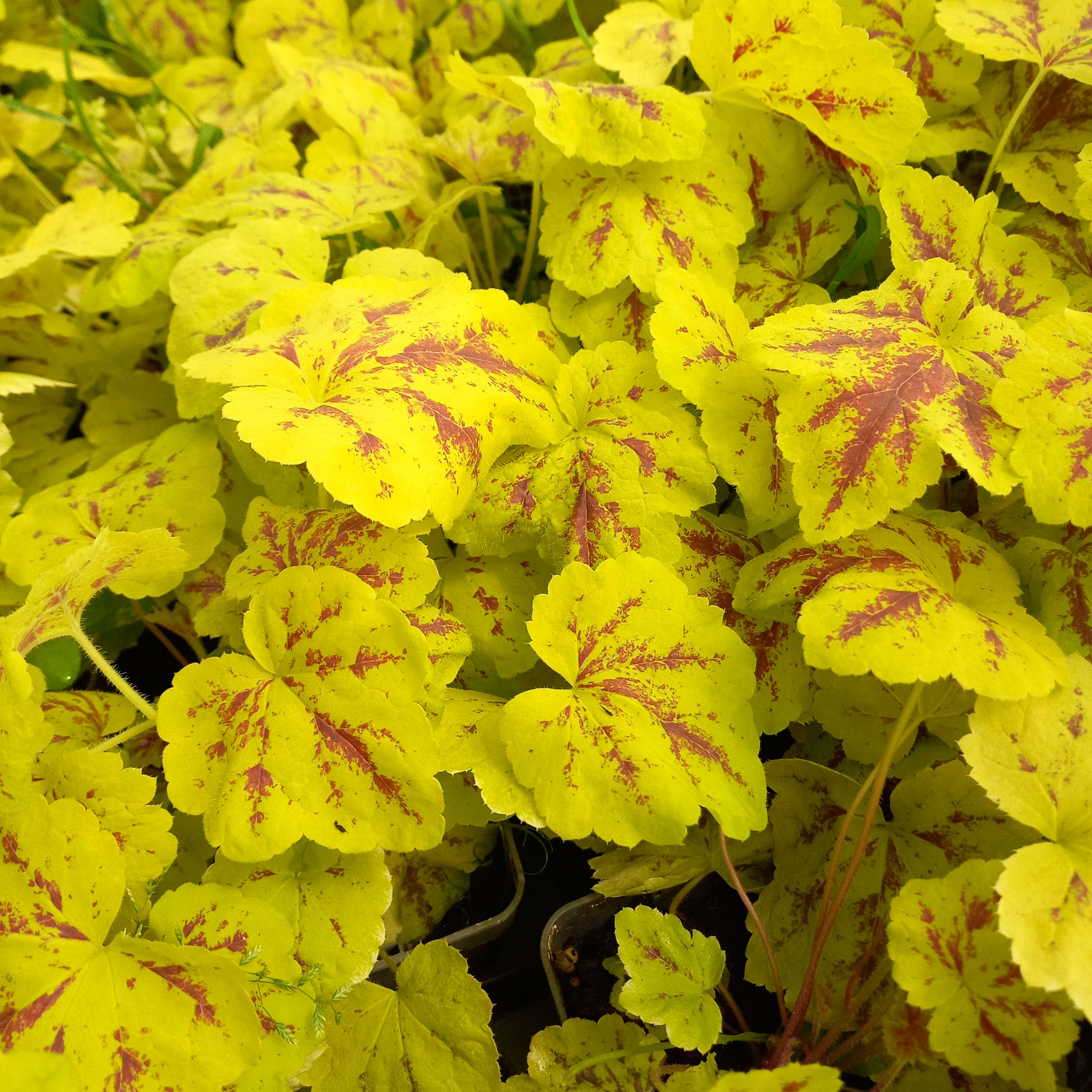 heucherella solar power