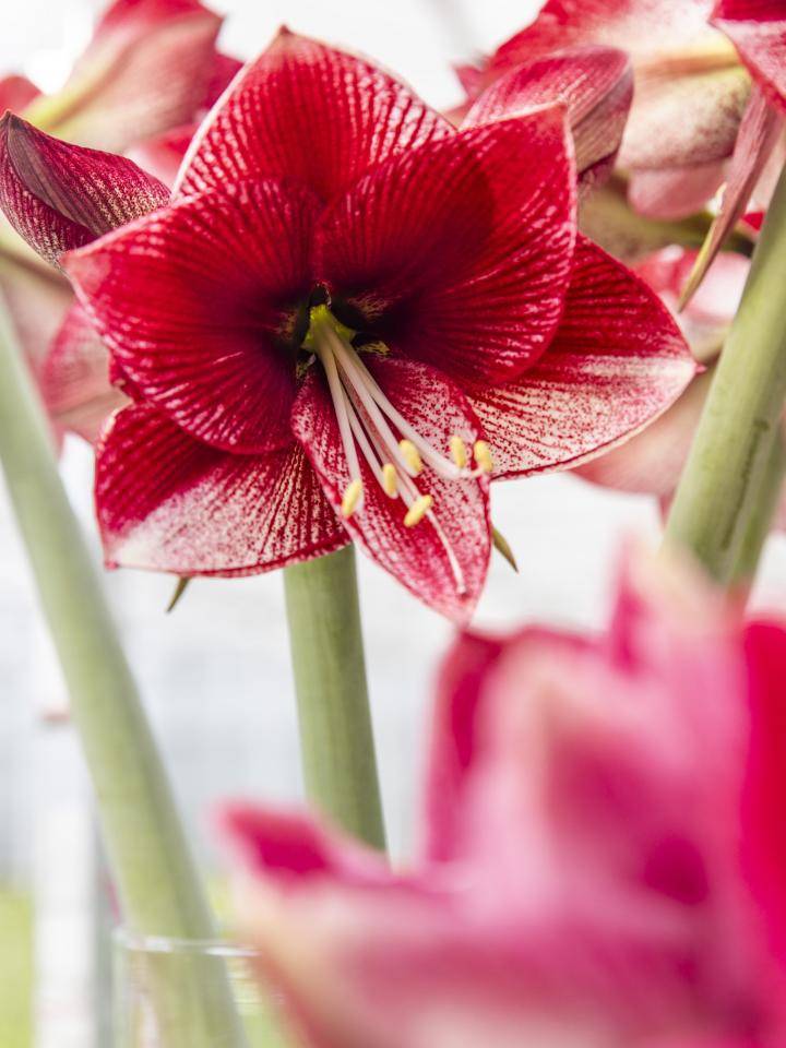 Fleur d'Amaryllis