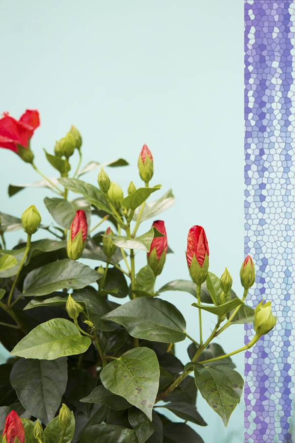 Photo macro d'un hibiscus