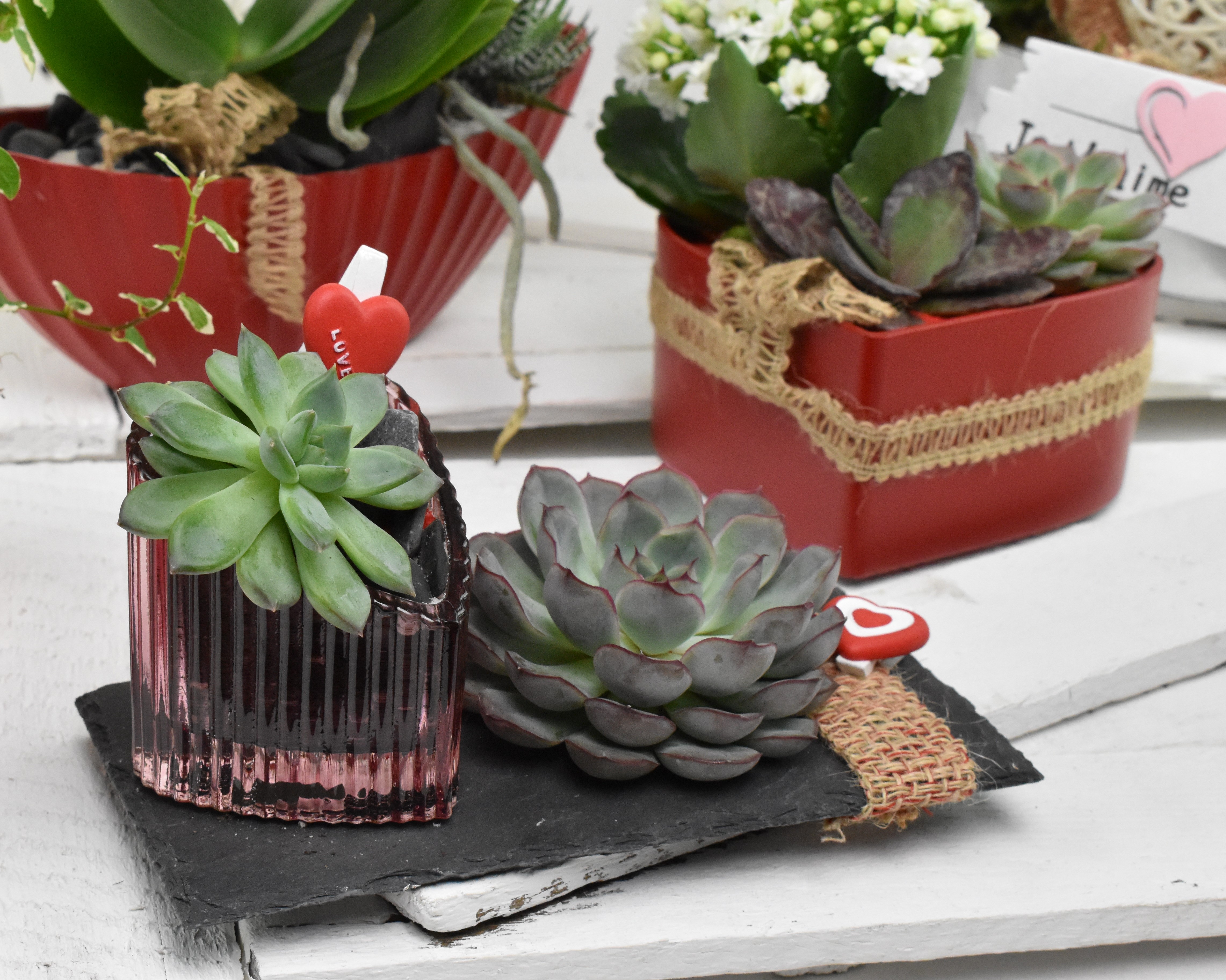 Composition de Saint Valentin succulentes