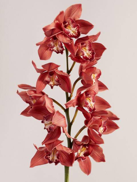 Fleurs de cymbidium