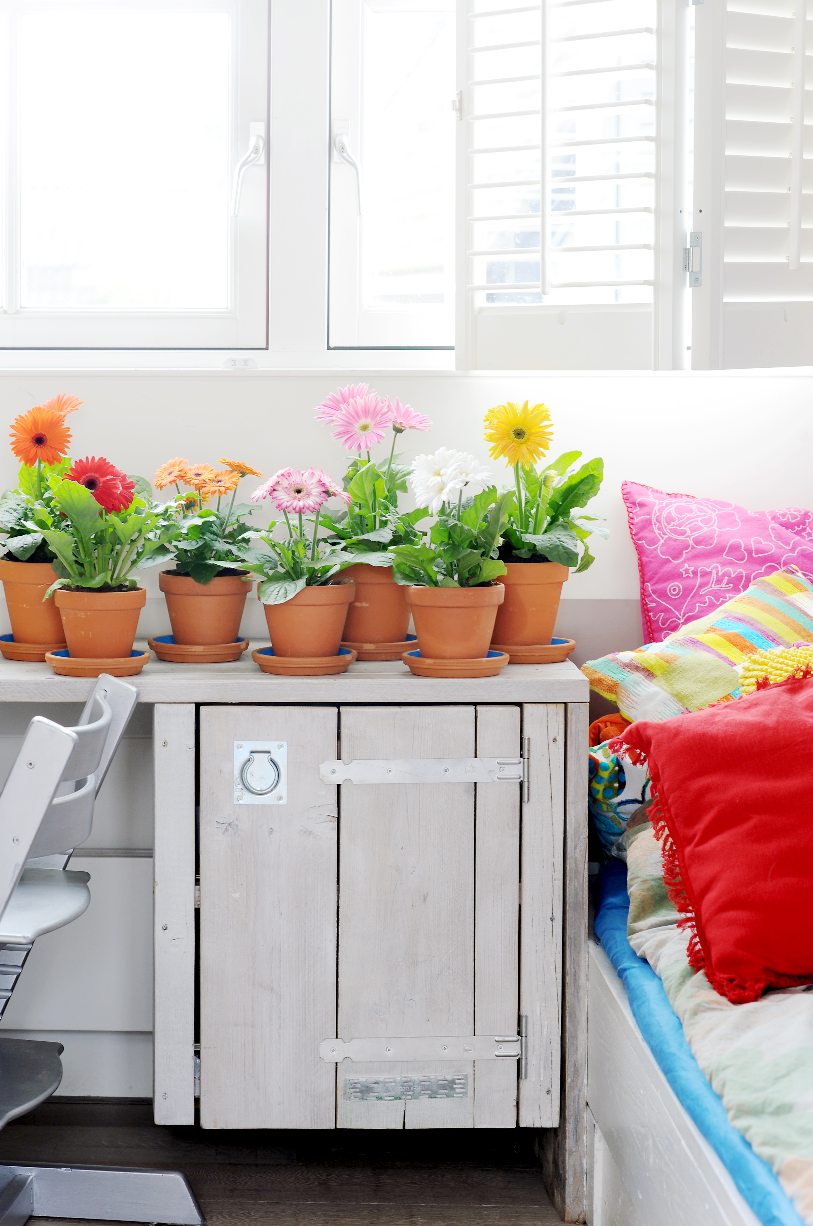 Gerberas en pots en terre cuite