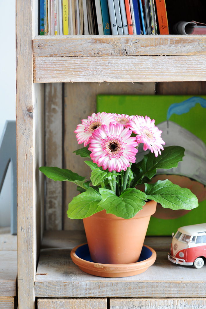 Gerbera rose et blanc dans pot terre cuite