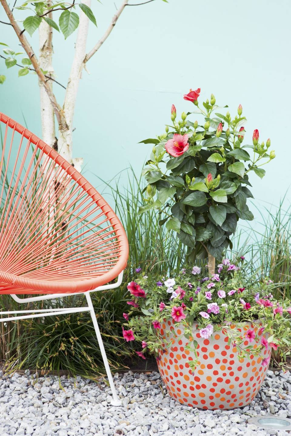 Plante du mois d'avril, l'Hibiscus