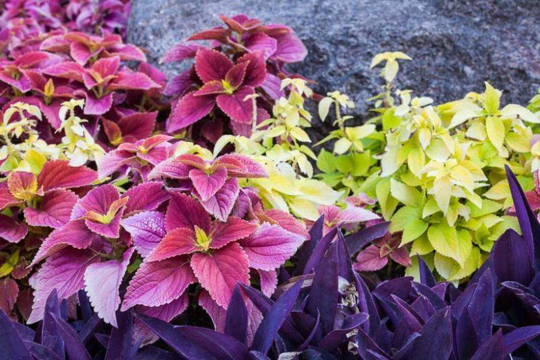 Mix de feuillage de Coleus Horticash