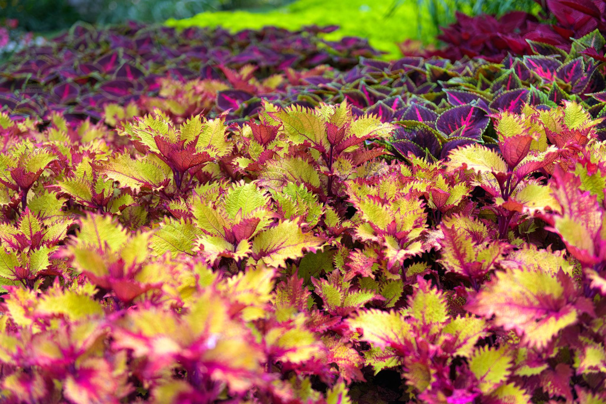 Focus feuillage de Coleus Horticash