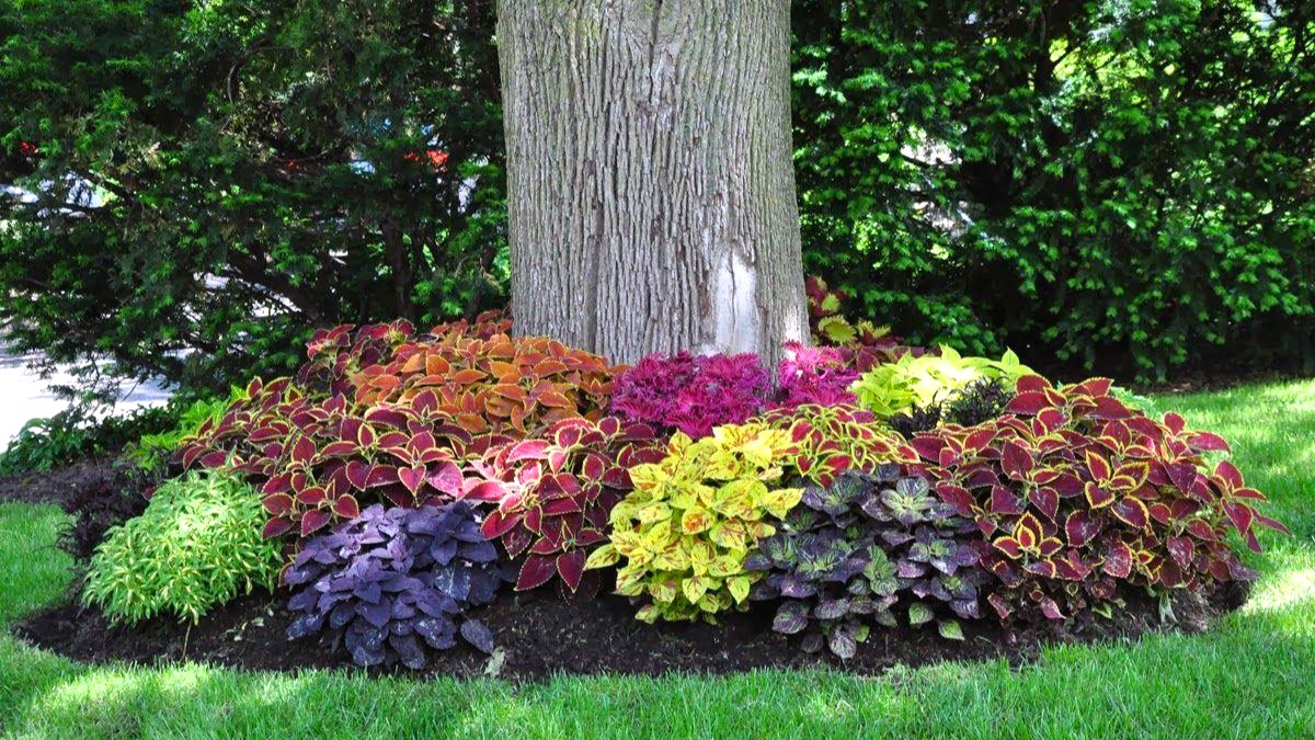 Massif de Coleus variés Horticash