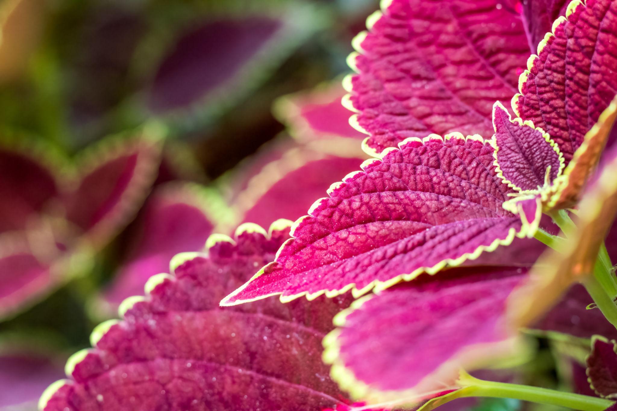 Macro feuille de Coleus Horticash