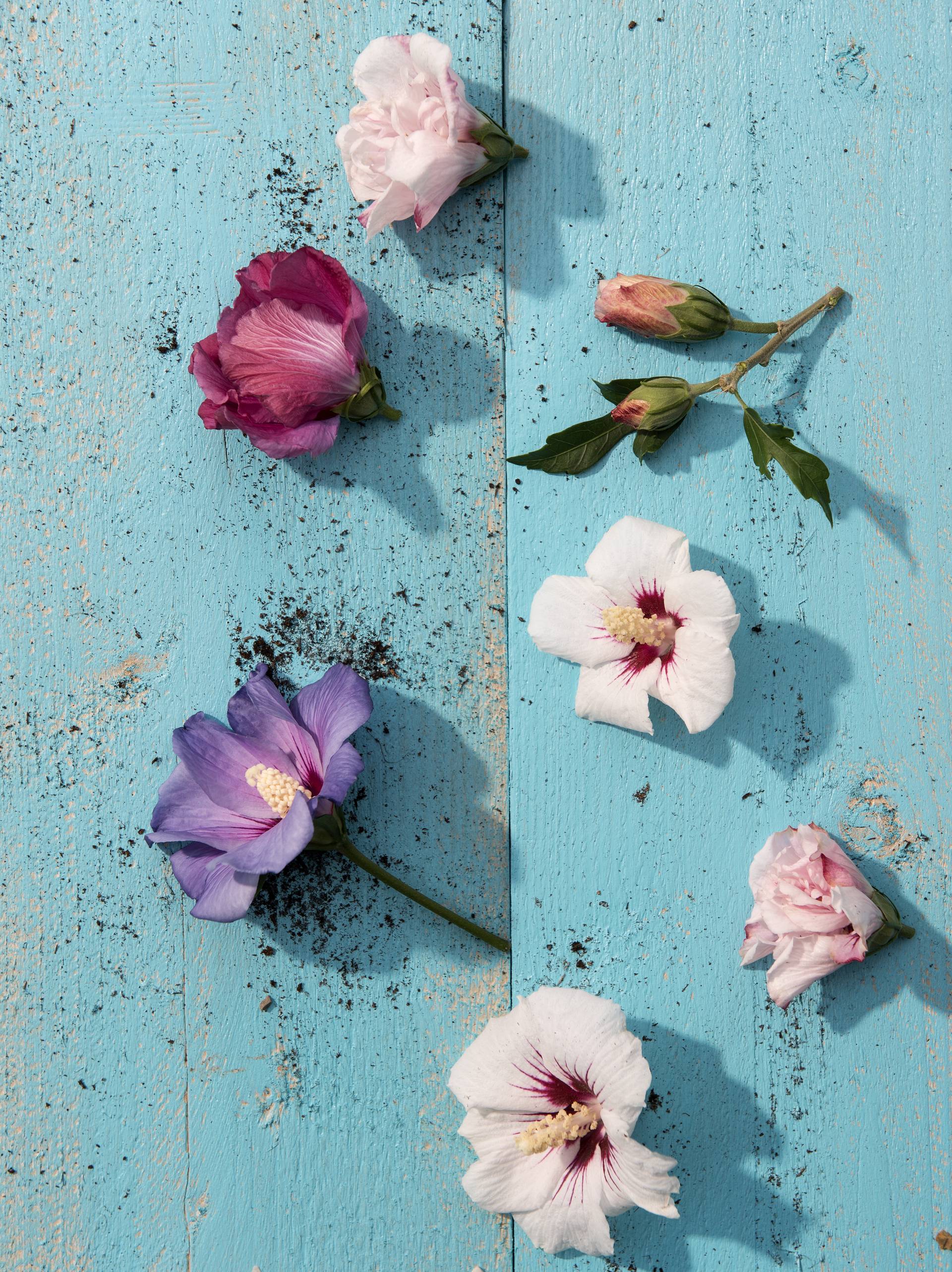 Fleurs d'hibiscus variés