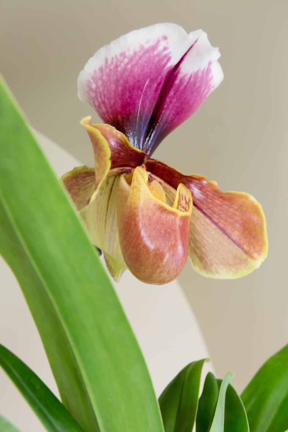 Photo macro de paphiopedilum