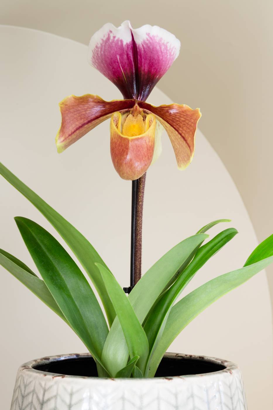 Photo de Paphiopedilum