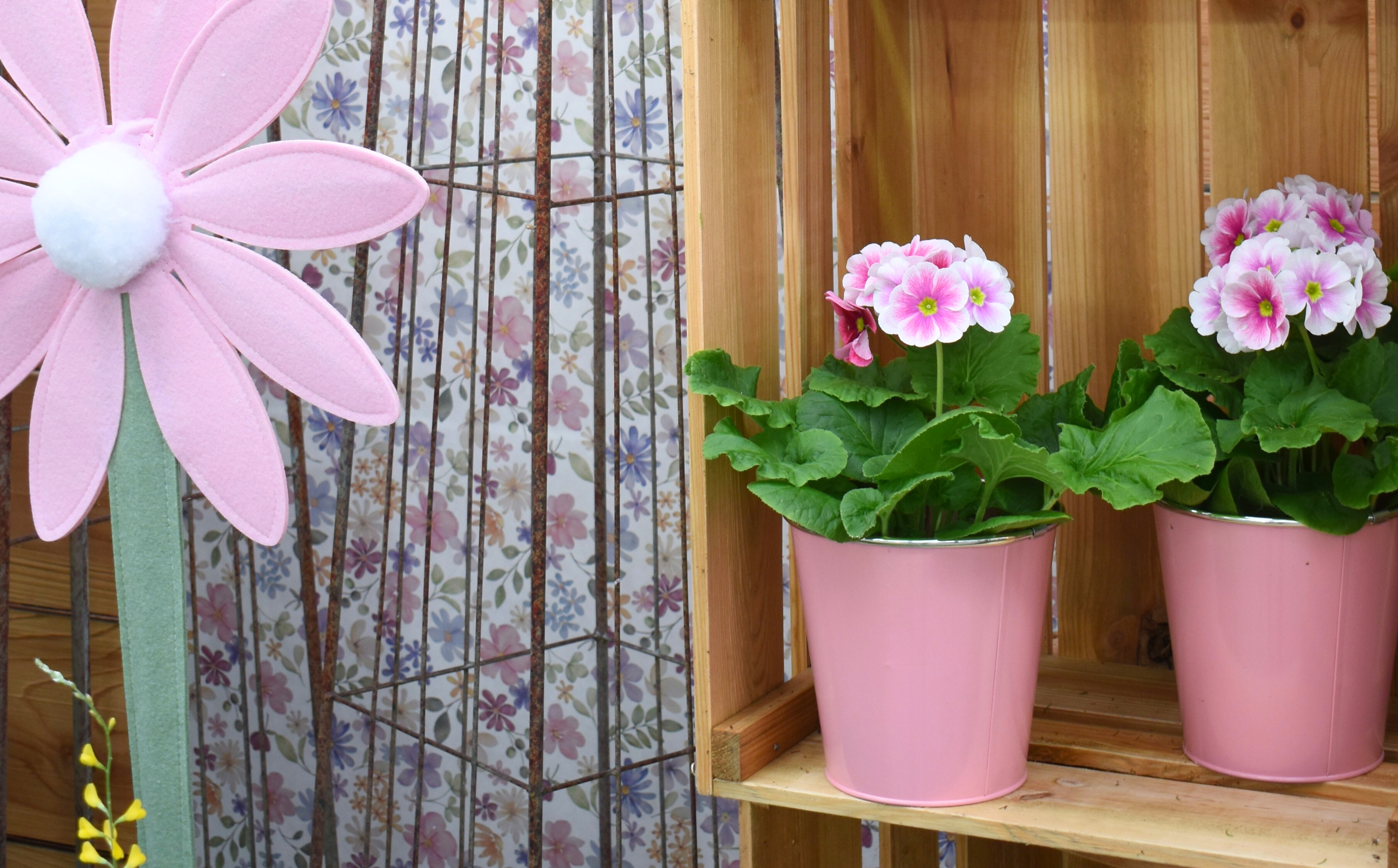 Primevères en cache pot zinc