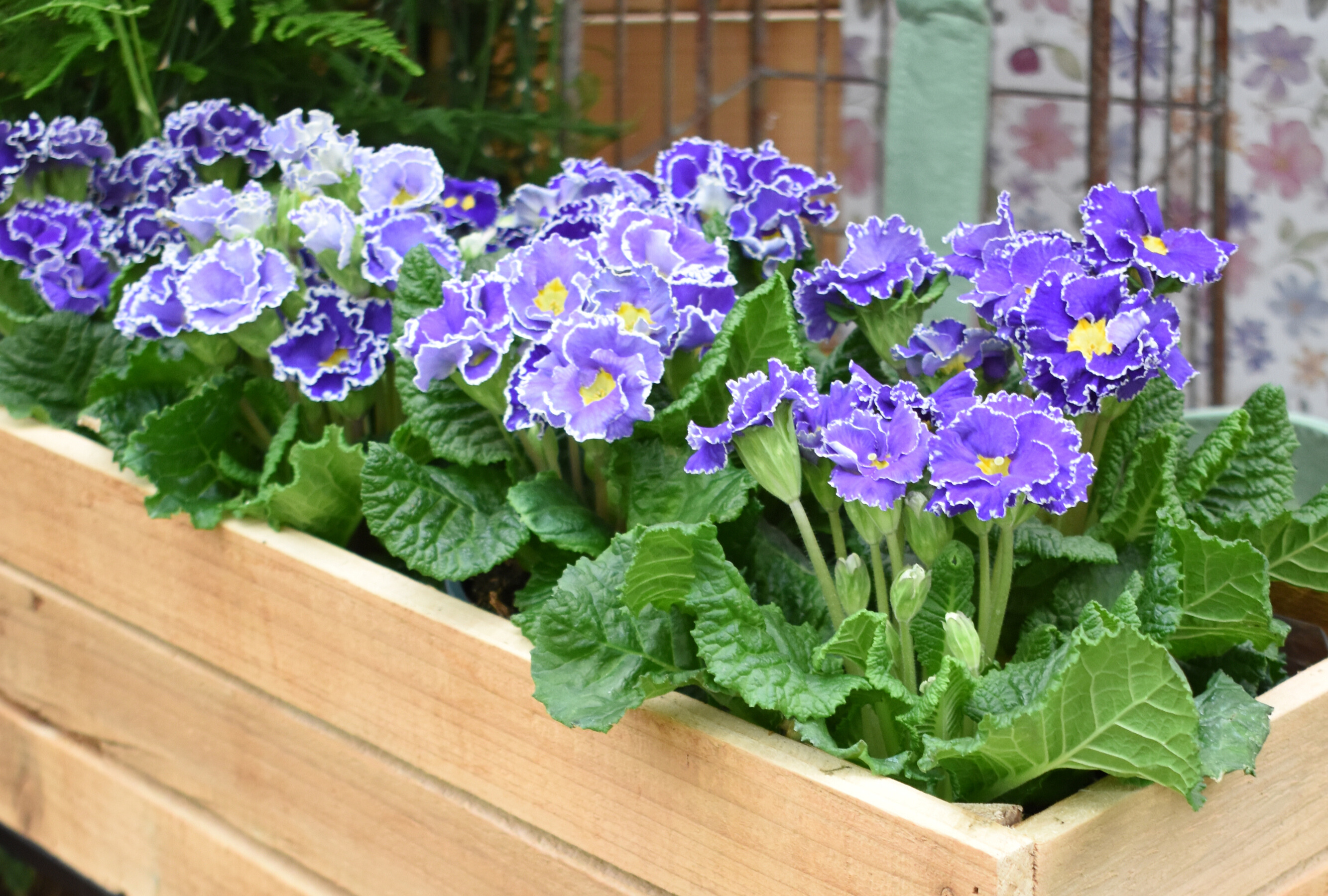 Jardinière de primevères