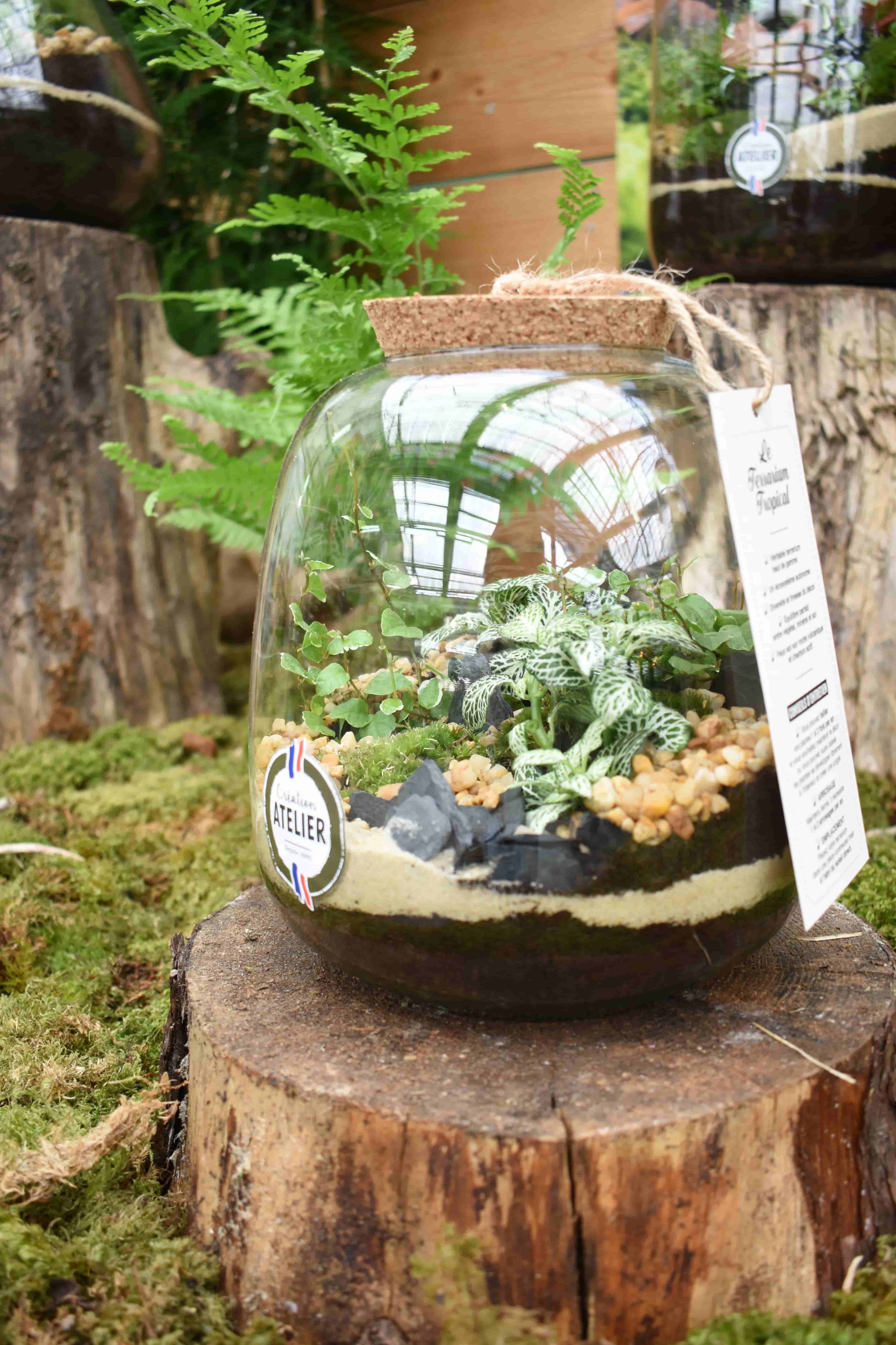 Présentation de terrarium Tropicaux