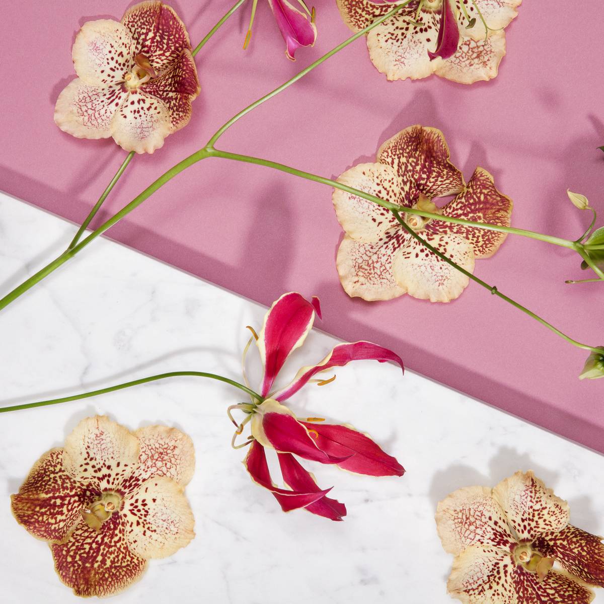 Photo de fleurs de vanda