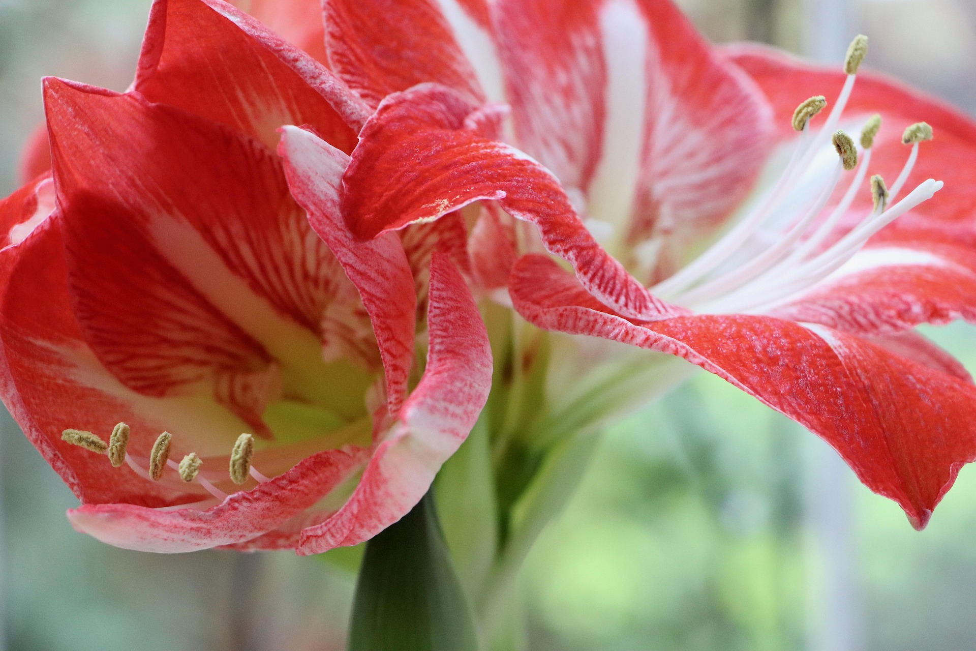 Photo macro de fleurs d'amaryllis
