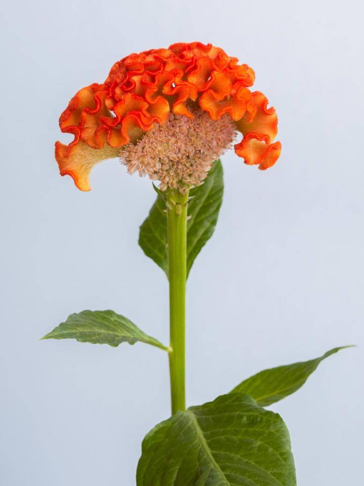 Fleurs de célosie Crête de Coq